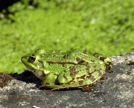 Grenouille verte